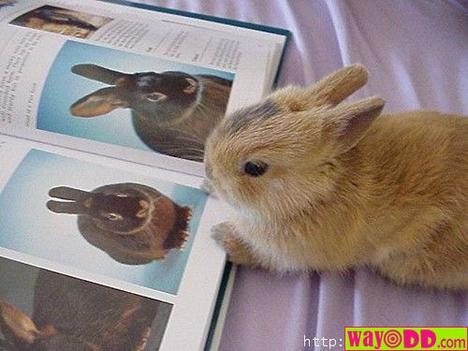 [funny-pictures-curious-rabbit-XYO.jpg]