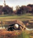 [turtle+golf.jpg]