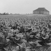 [tobacco+farm.jpg]
