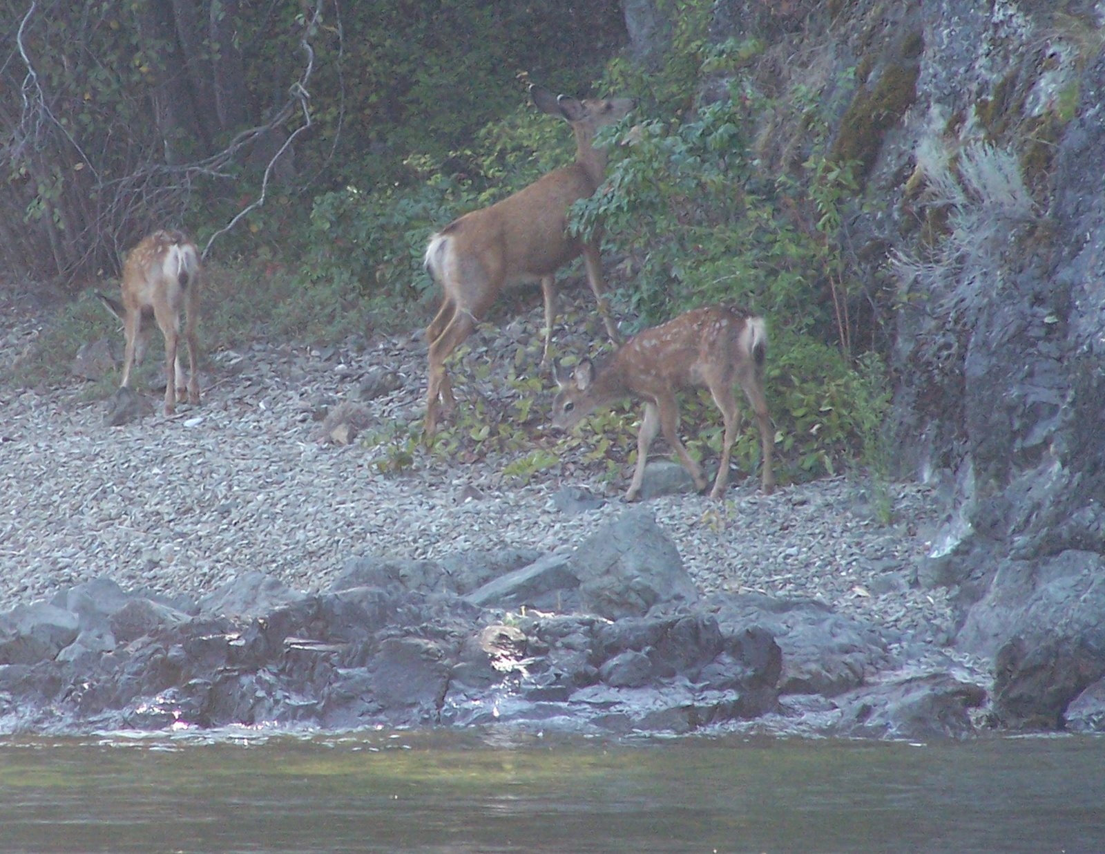 [doe+and+fawns.jpg]