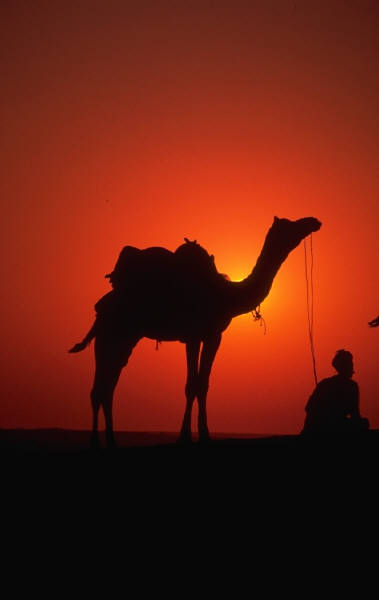 [camel+red.jpg]