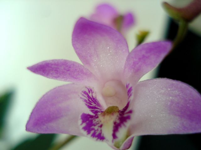 [Dendrobium+nobile4.JPG]