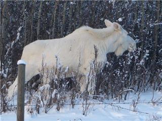 [albino+moose.jpg]