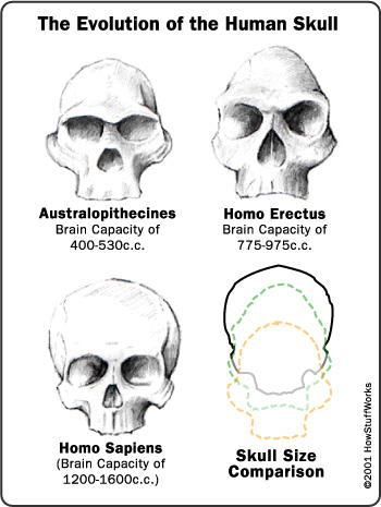 [evolution-skull.jpg]