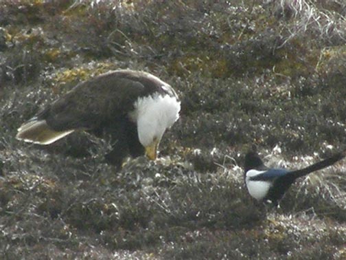[a+Bald+Eagle+and+Magpie.jpg]