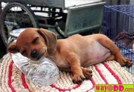 [funny-pictures-sleeping-puppy-UDG.jpg]