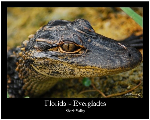 [Everglades1.jpg]