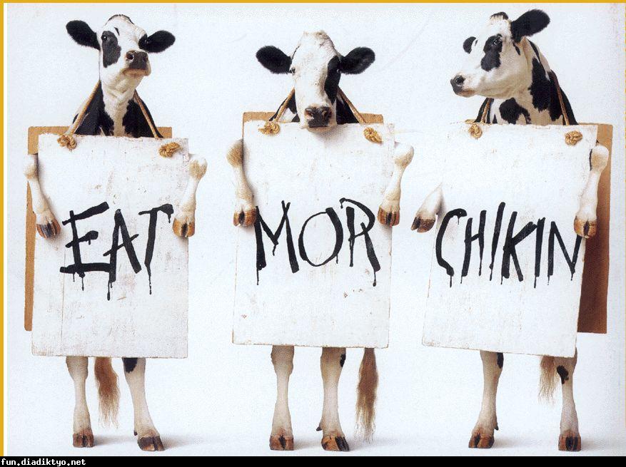 [cows+chicken.jpg]