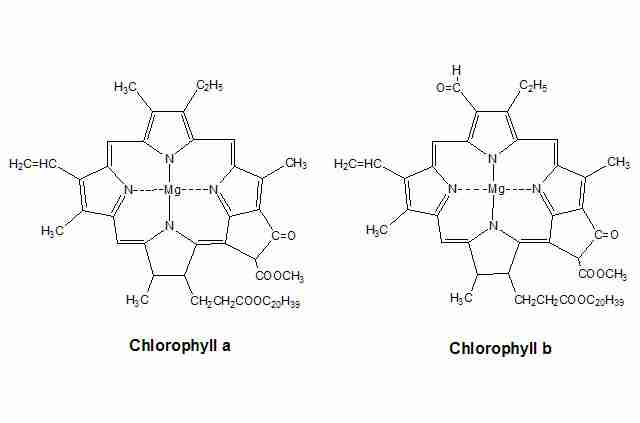 [chlorophyll.jpg]