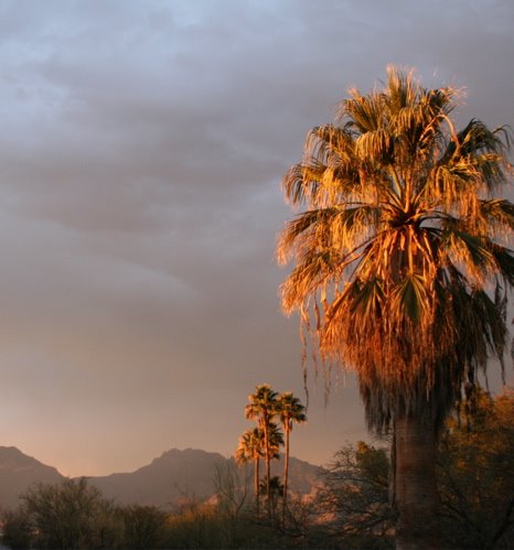 [TTI-Sundown-palm-tree.jpg]