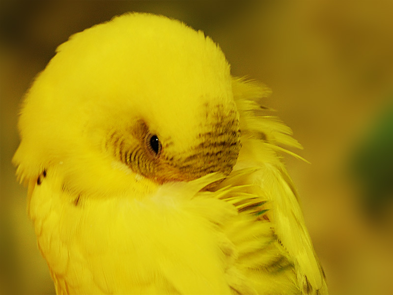 [Canary.jpg]