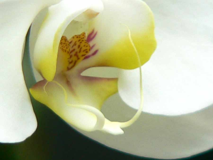 [orchid-w-det+sm.jpg]