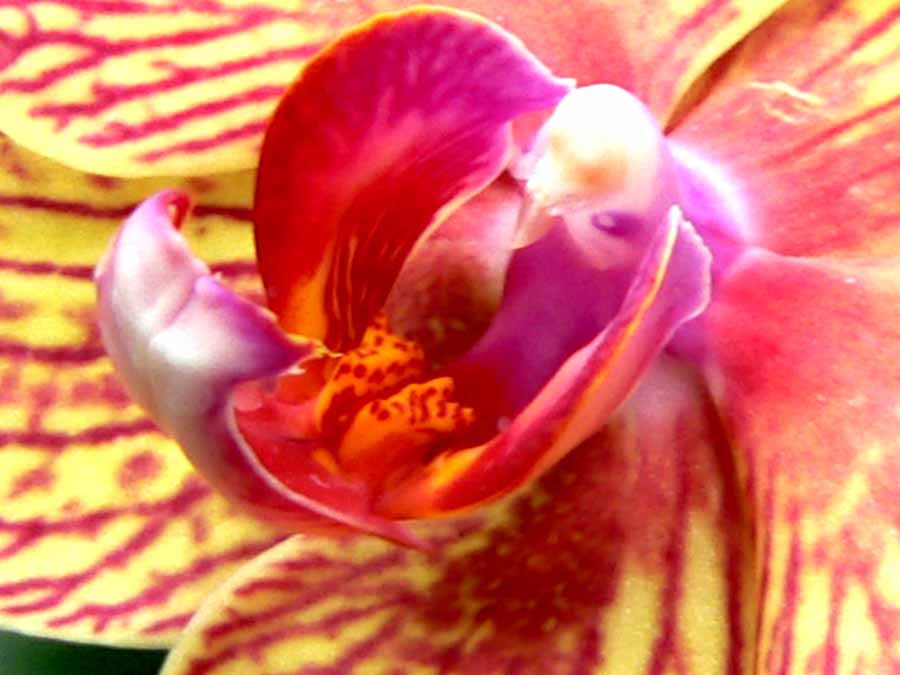 [orchid-y+P-detsm.jpg]