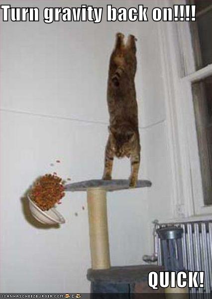 [funny-pictures-gravity-cat.jpg]