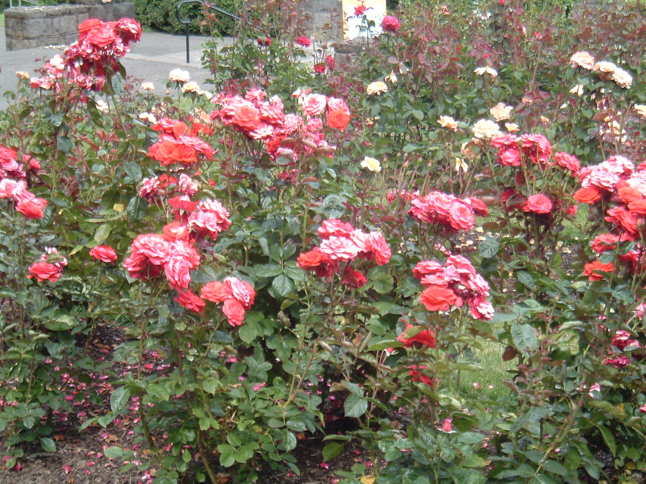 [Red+Roses.JPG]