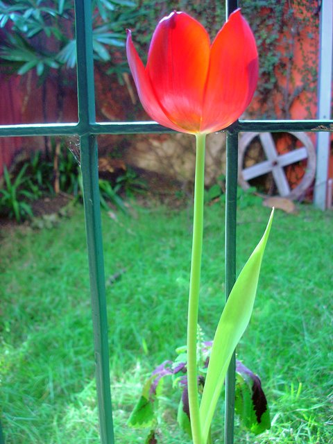 [tulipa2.jpg]
