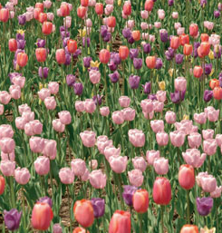 [tulips_in_central_pk.png]