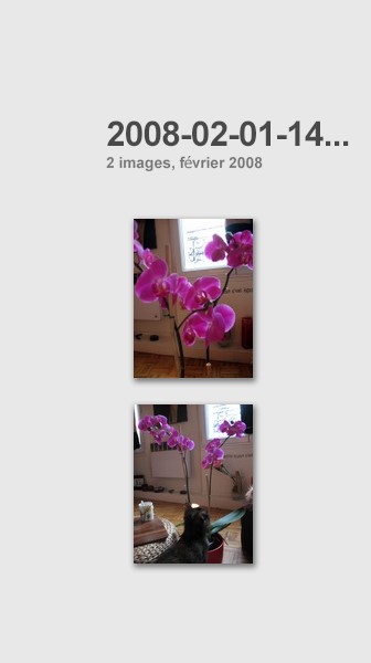 [ecaille+de+tortue+et+l'orchidee.jpg]