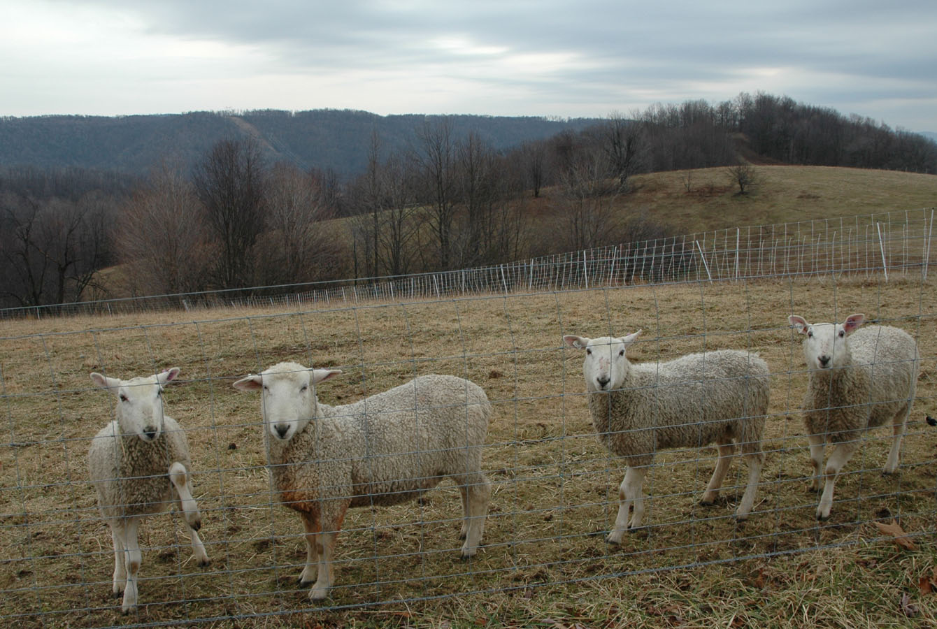 [after+breeding+ram+lambs.jpg]