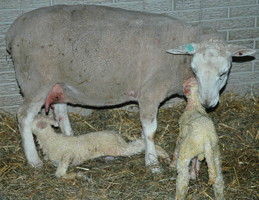 [21+ewe+and+ram+lambs.jpg]