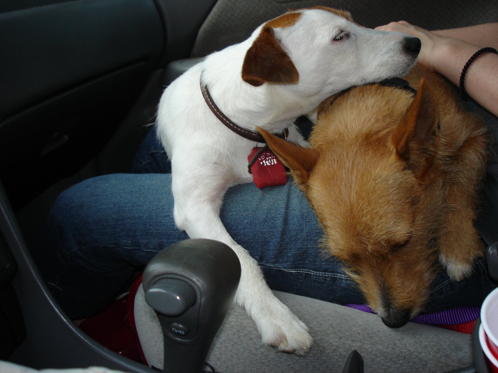 [Dogs+in+car.JPG]
