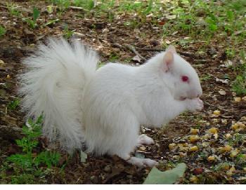 [albino-squirrel-b.jpg]