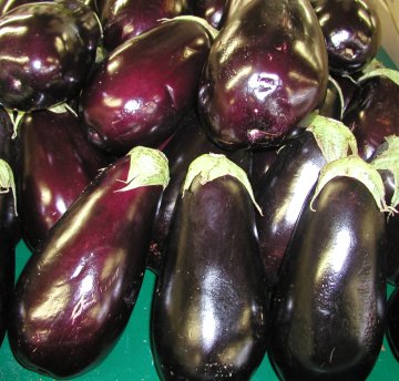 [Eggplant.JPG]