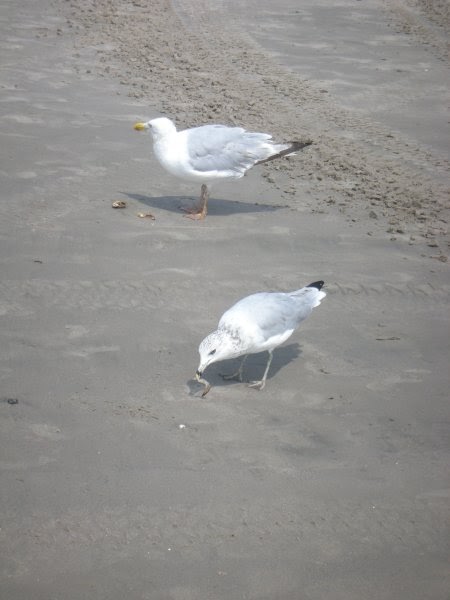 [seagulls+with+crab.JPG]