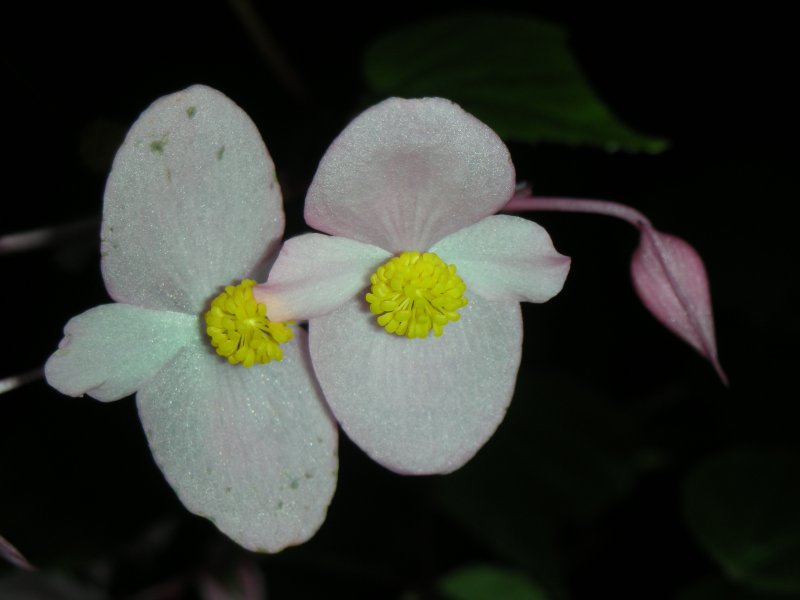 [flower2.JPG]