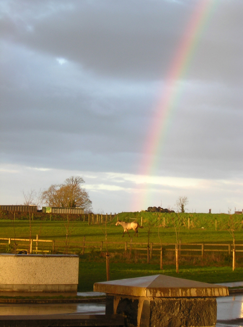 [rainbow+horse.jpg]