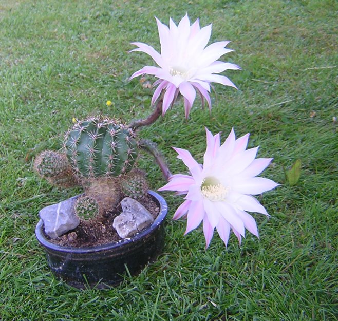 [cactus+flowers4.jpg]