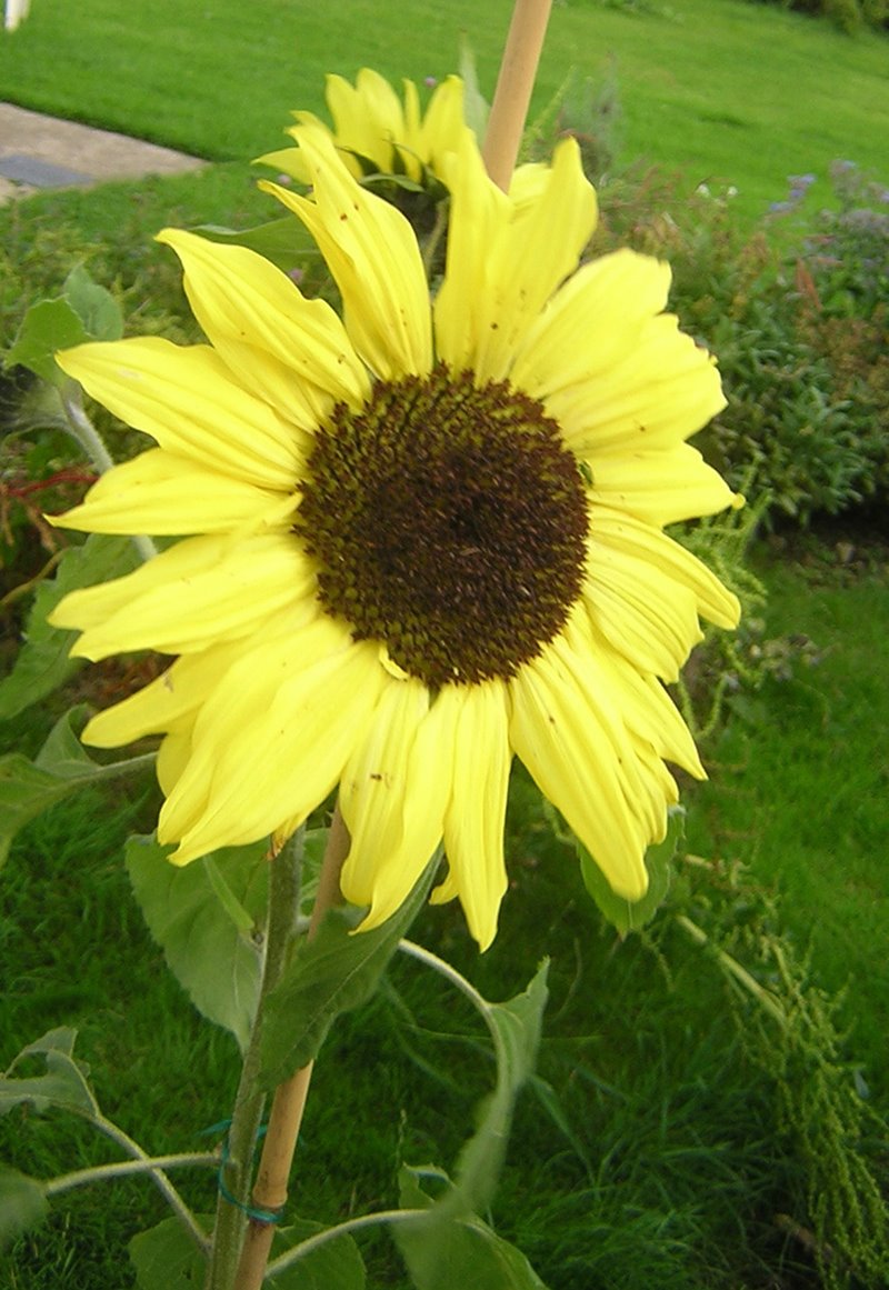 [sunflower+2.jpg]