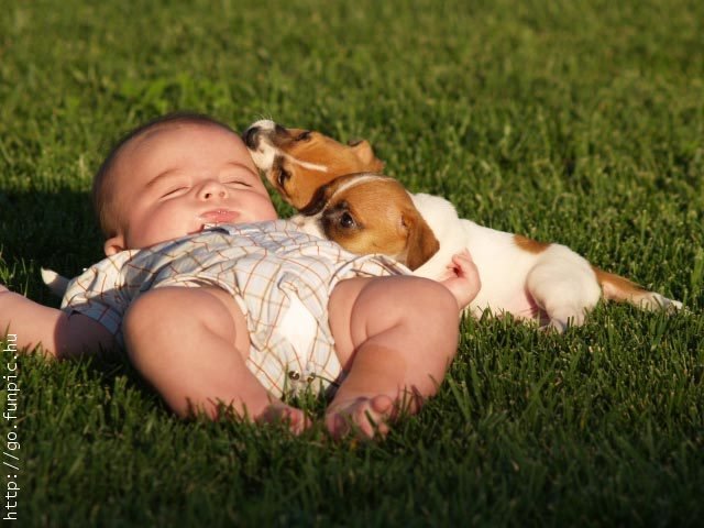 [baby+and+puppies.jpg]