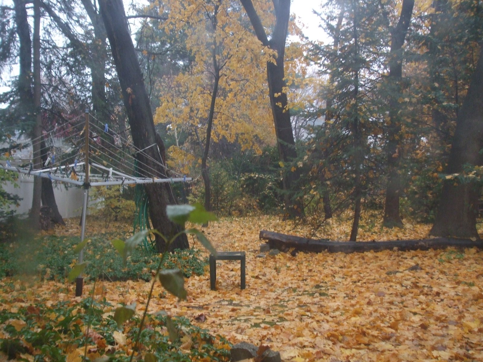 [Fall+in+Rain+004.jpg]