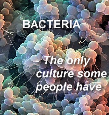[Staph-Bacteria.jpg]