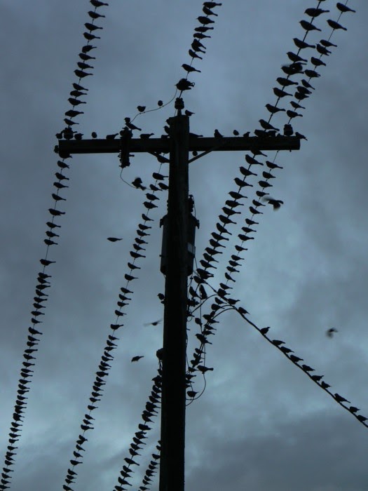 [Red-winged+Blackbirds+on+wires.jpg]
