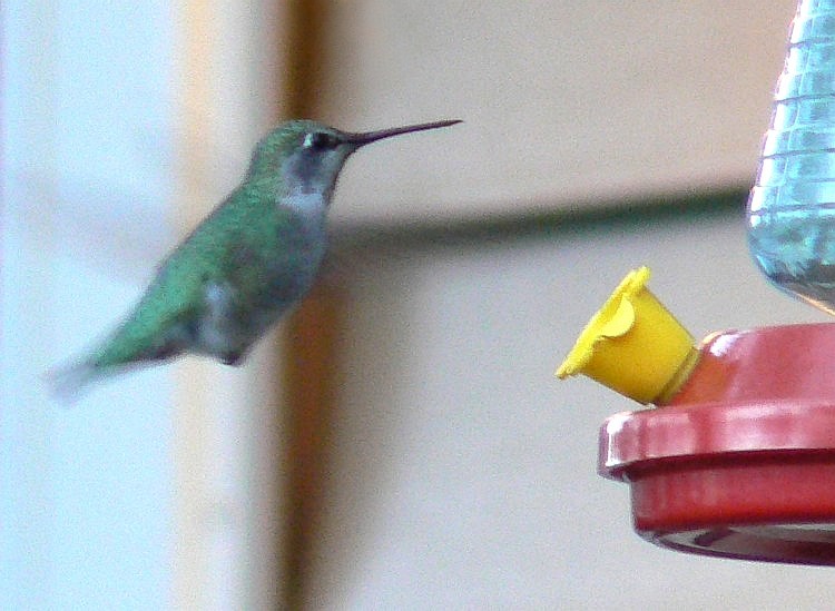 [Anna's+Hummingbird+at+feeder.jpg]