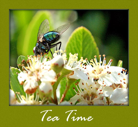 [Tea+Time.jpg]