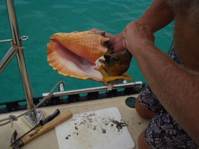[Conch+out+of+shell.JPG]