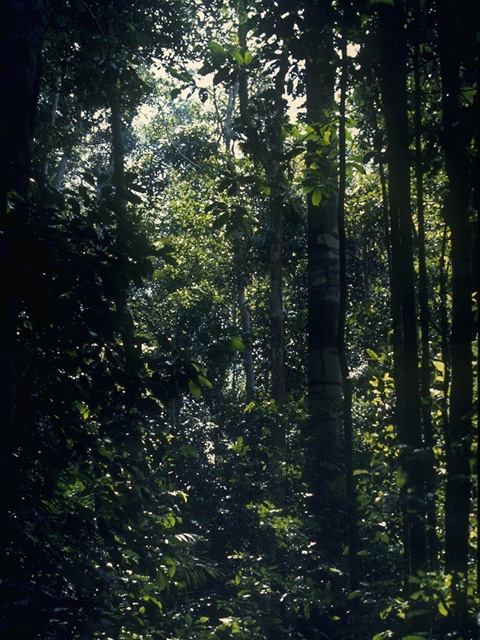 [floresta+amazonas.jpg]