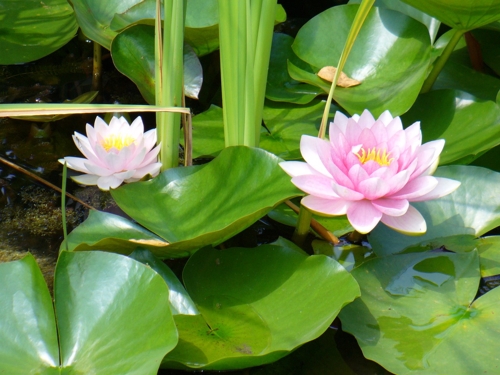 Lotus Pond in Ithaca