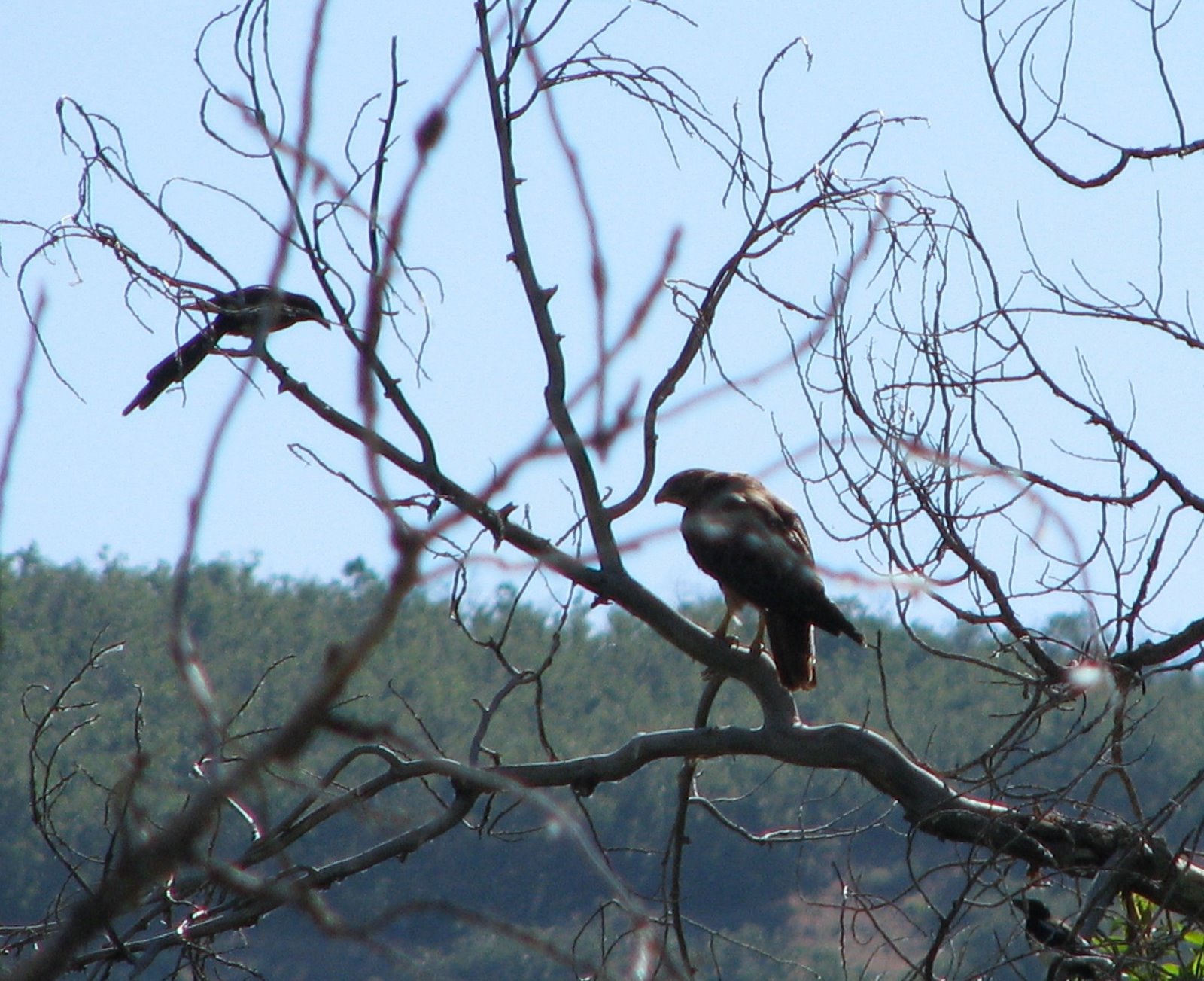 [Red-tailed+Hawk.Juvenile.07.08+(2).JPG]