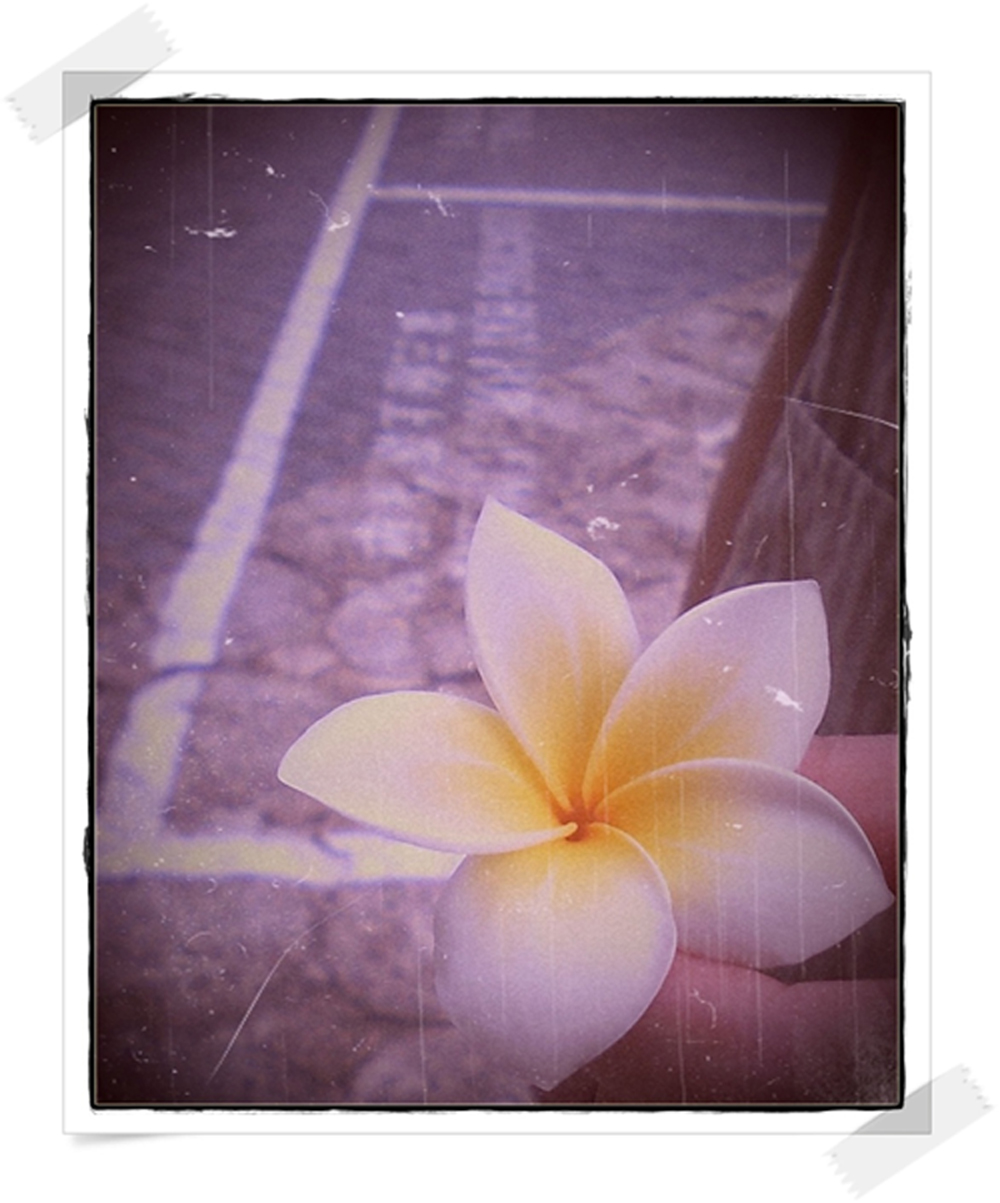 [flower+4.jpg]