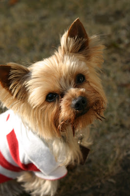 here is a pic of a cute yorkie with a short cut it looks like it has 