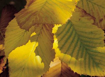 [Yellow+leaves.jpg]