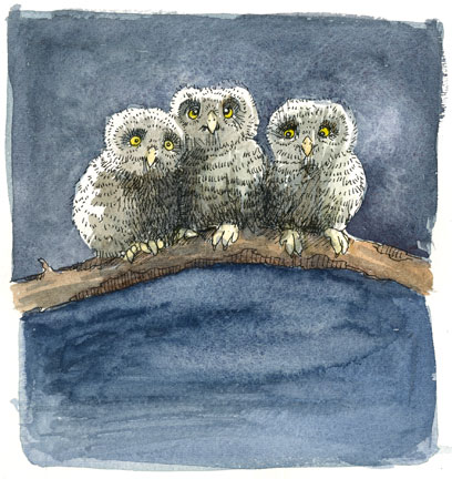 [owls-blog.jpg]