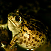 [toad.jpg]