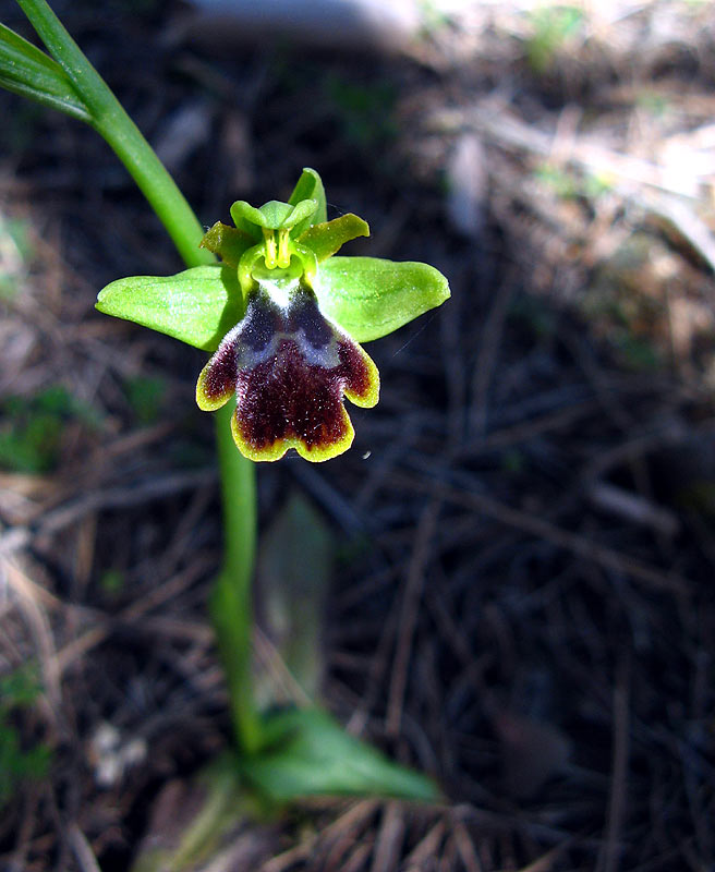 [Ophrys-dianica-1.jpg]