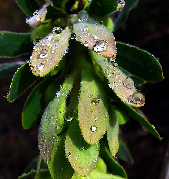 [Euphorbia-Characias-1.jpg]