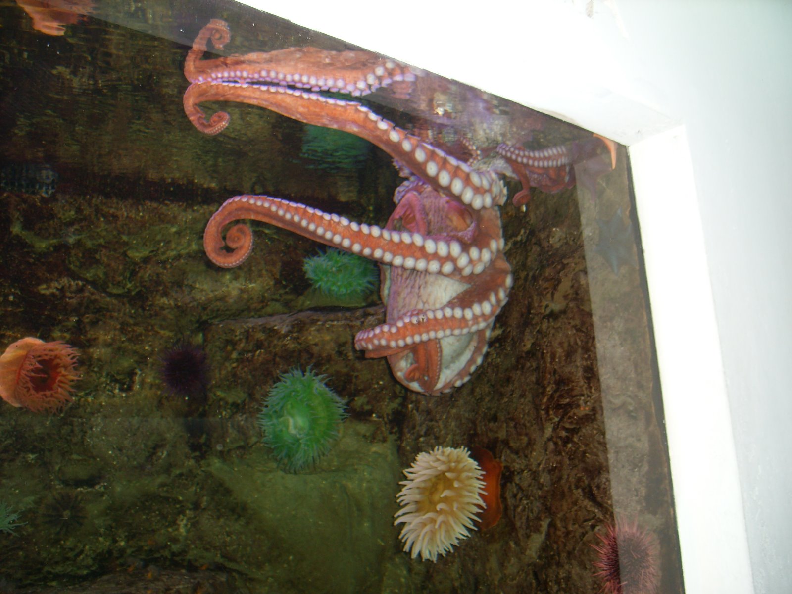 [Aquarium+2008+068.jpg]